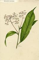 Nectandra antillana