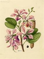 Bauhinia monandra