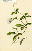 Martiusia rubiginosa