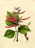 Erythrina berteroana