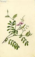 Cracca cinerea