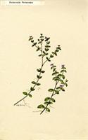 Parsonsia parsonsia