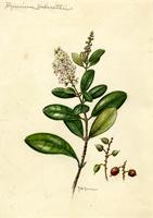 Byrsonima wadsworthii