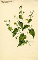 Gayoides crispum