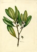 Calycogonium squamulosum