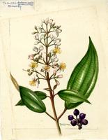 Tamonea guianensis