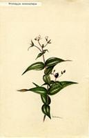 Tetrazygia crotonifolia