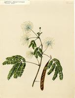 Anneslia portoricensis