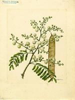 Senegalia westiana