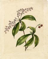 Petesioides yunquense