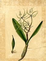 Auliza ciliaris