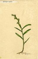 Epidendrum rigidum