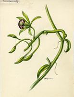 Vanilla eggersii