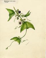 Passiflora sexflora