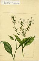 Plumbago scandens