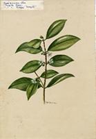 Cassipourea alba