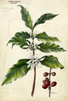 Coffea arabica