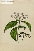Palicourea domingensis