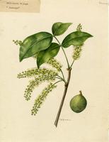 Melicoccus bijugatus