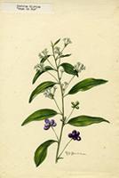 Cestrum diurnum