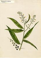 Solanum drymophilum