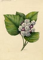 Clerodendrum fragrans
