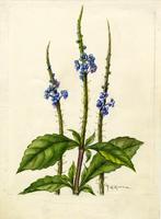 Valerianoides