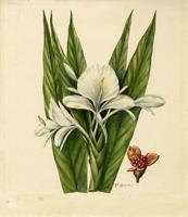 Hedychium coronarium
