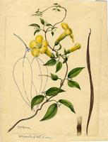 Batocydia unguis