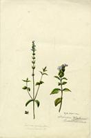 Salvia occidentalis