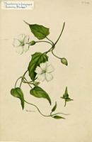 Thunbergia fragrans
