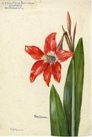 Hippeastrum puniceum