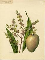 Mangifera indica