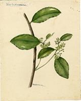 Ilex urbaniana