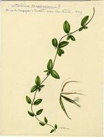 Metastelma decaisneanum