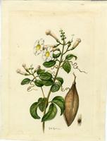 Distictis lactiflora
