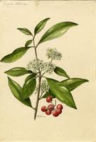 Cordia nitida