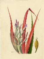 Bromelia pinguin