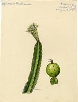 Leptocereus grantianus