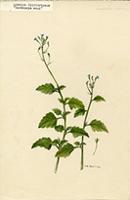 Lobelia cliffortiana