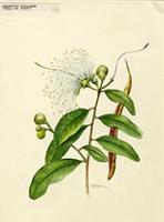 Capparis flexuosa