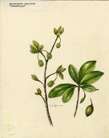 Buchenavia capitata