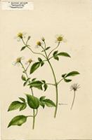 Bidens pilosa