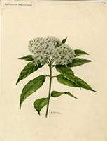 Eupatorium resinifluum