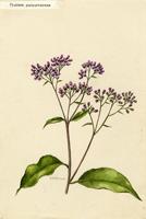Pluchea purpurescens