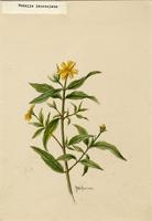 Wedelia lanceolata
