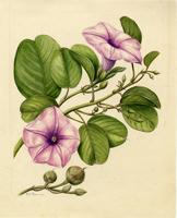 Ipomoea pes-caprae