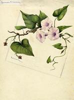 Ipomoea tiliacea