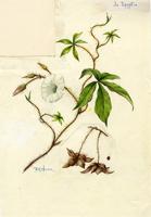 Ipomoea aegyptia