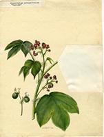 Adenoropium gossypiifolium